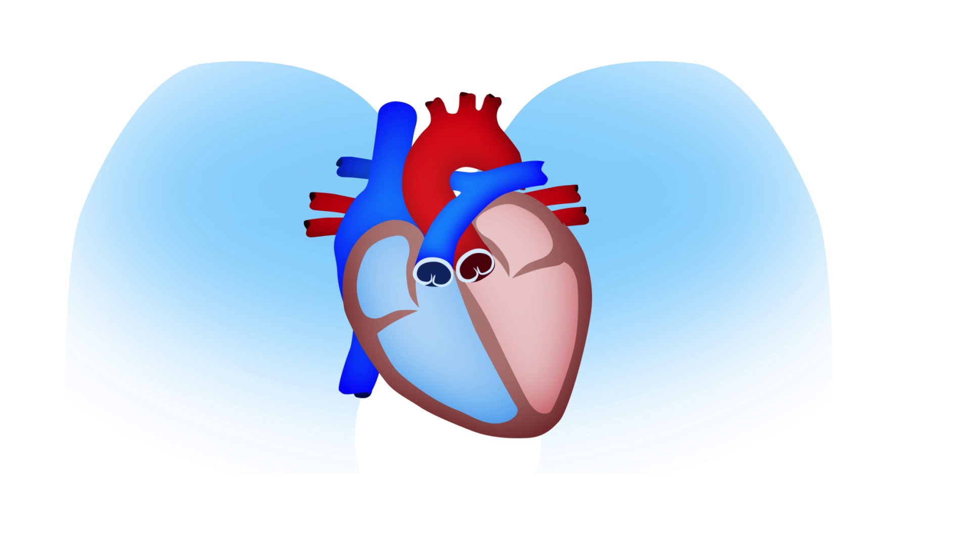 Wie funktioniert ein gesundes Herz?
